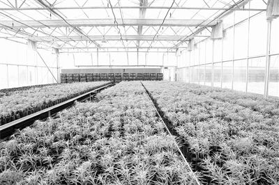 百合香软梨甜，兰州农产品彰显绿色科技范