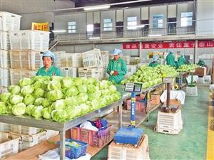 以品质为帆，以信誉为舵——看‘春天’农产品如何赢得世界市场