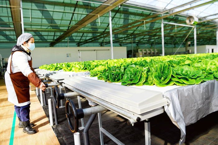 火星救援男主若有这技术何需愁？探秘城市副中心的“植物工厂”奇迹